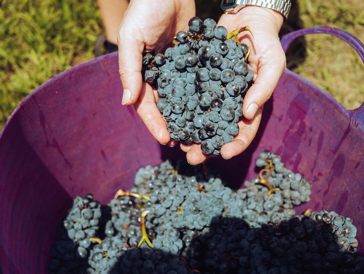 Grape harvest for winemaking
