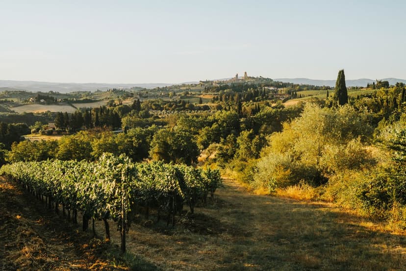 Old World vs New World Wine: Two Philosophies