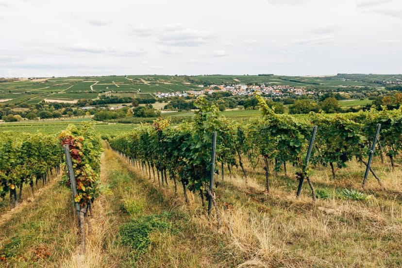 Wine Basics: Grape Varieties, Styles & Reading the Label